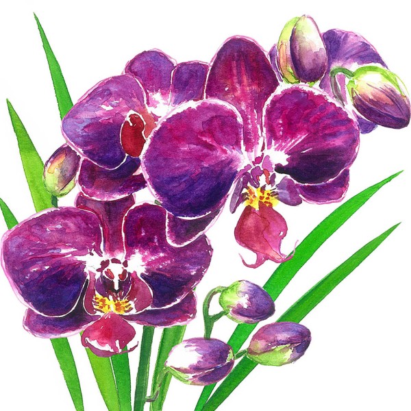 Orchidea Cocktail-Servietten 25x25 cm