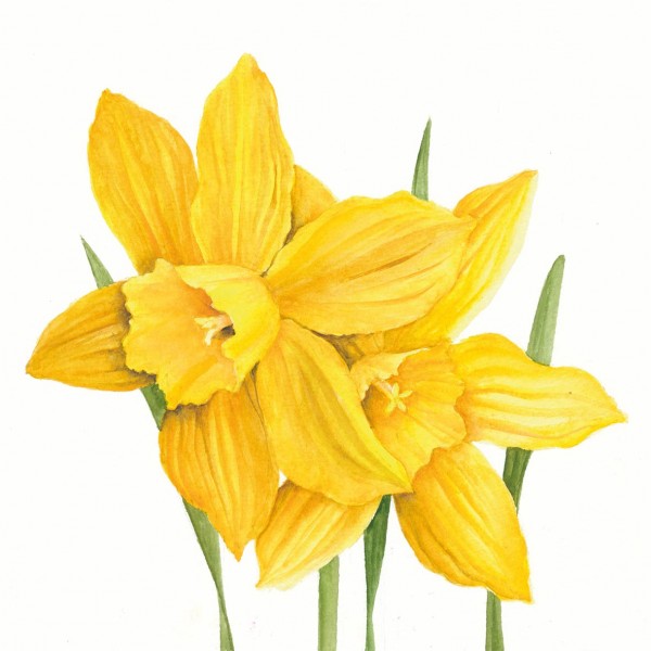Daffodils Lunch-Servietten 33x33 cm